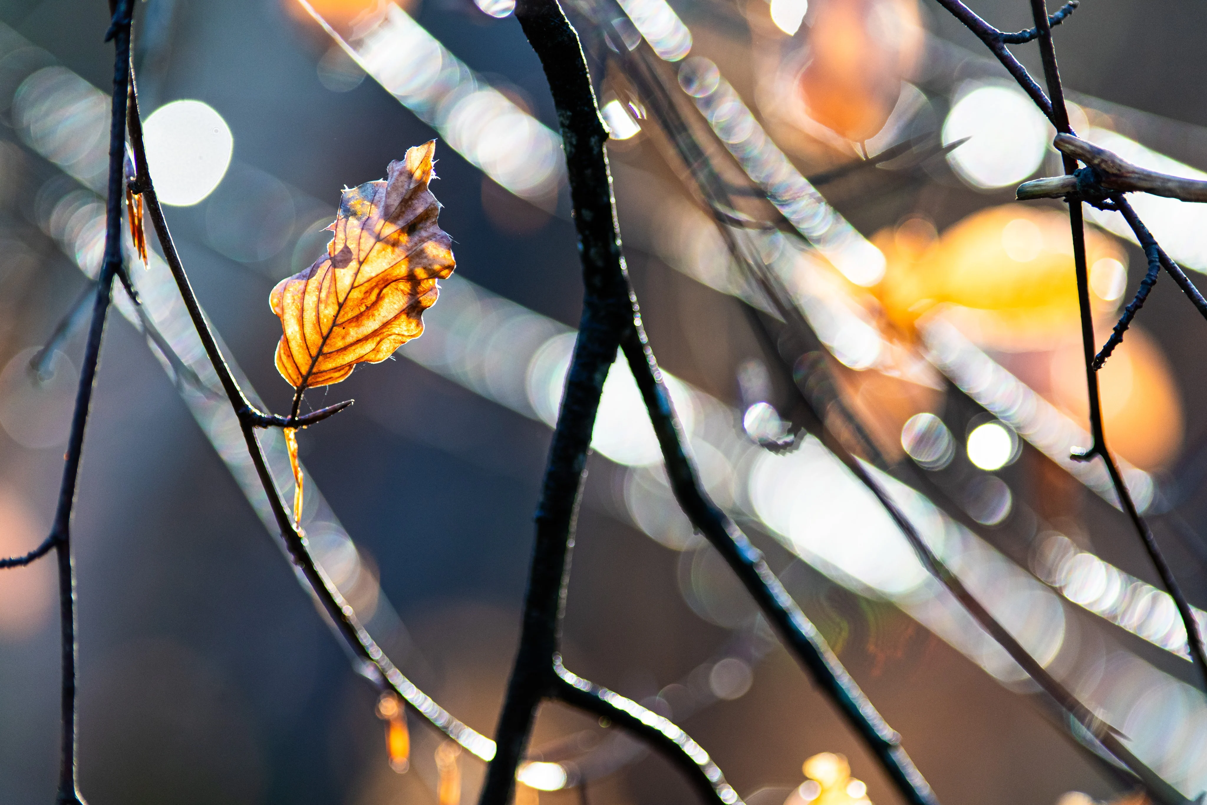 La Feuille nervurée