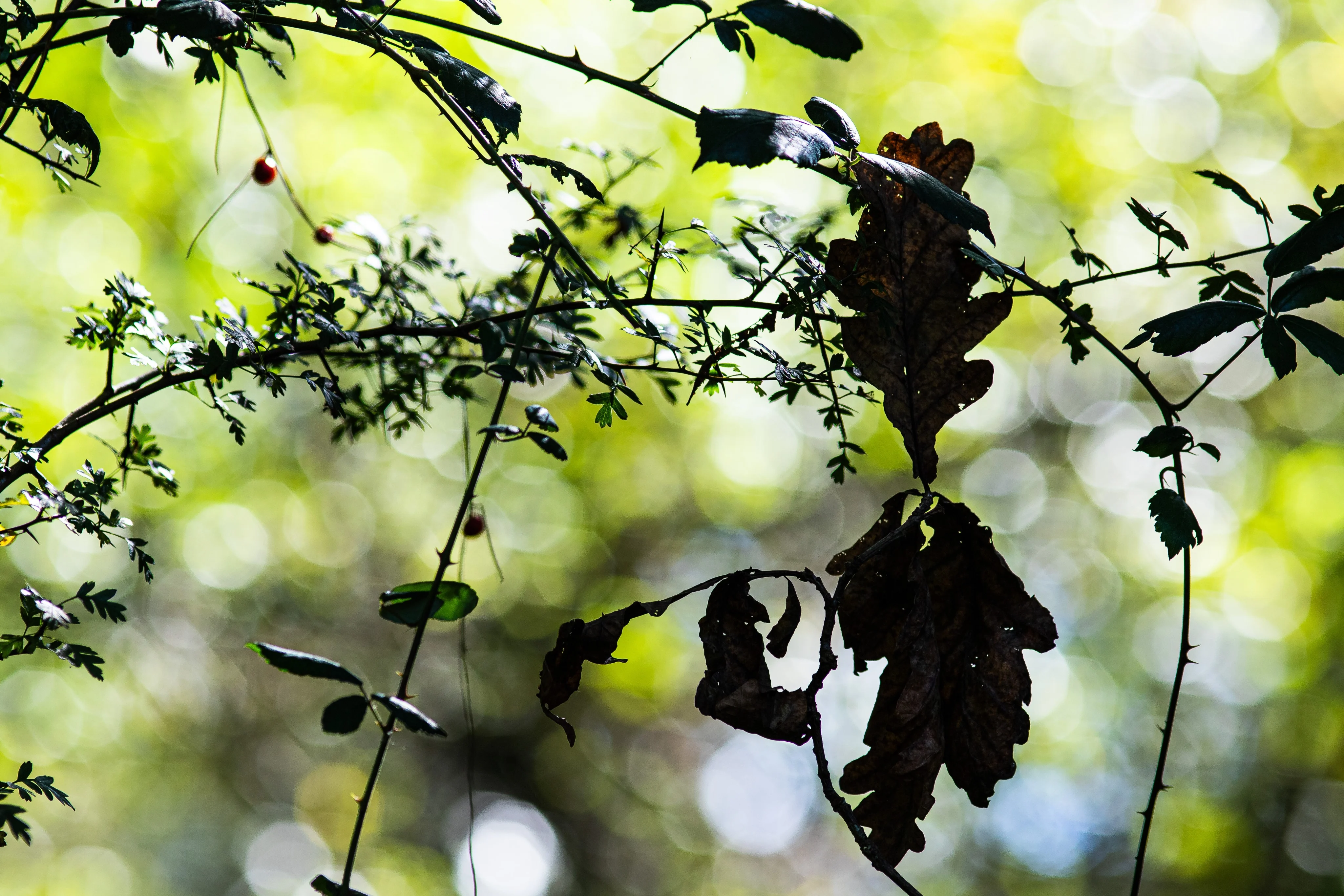 La Pauvrete des feuilles