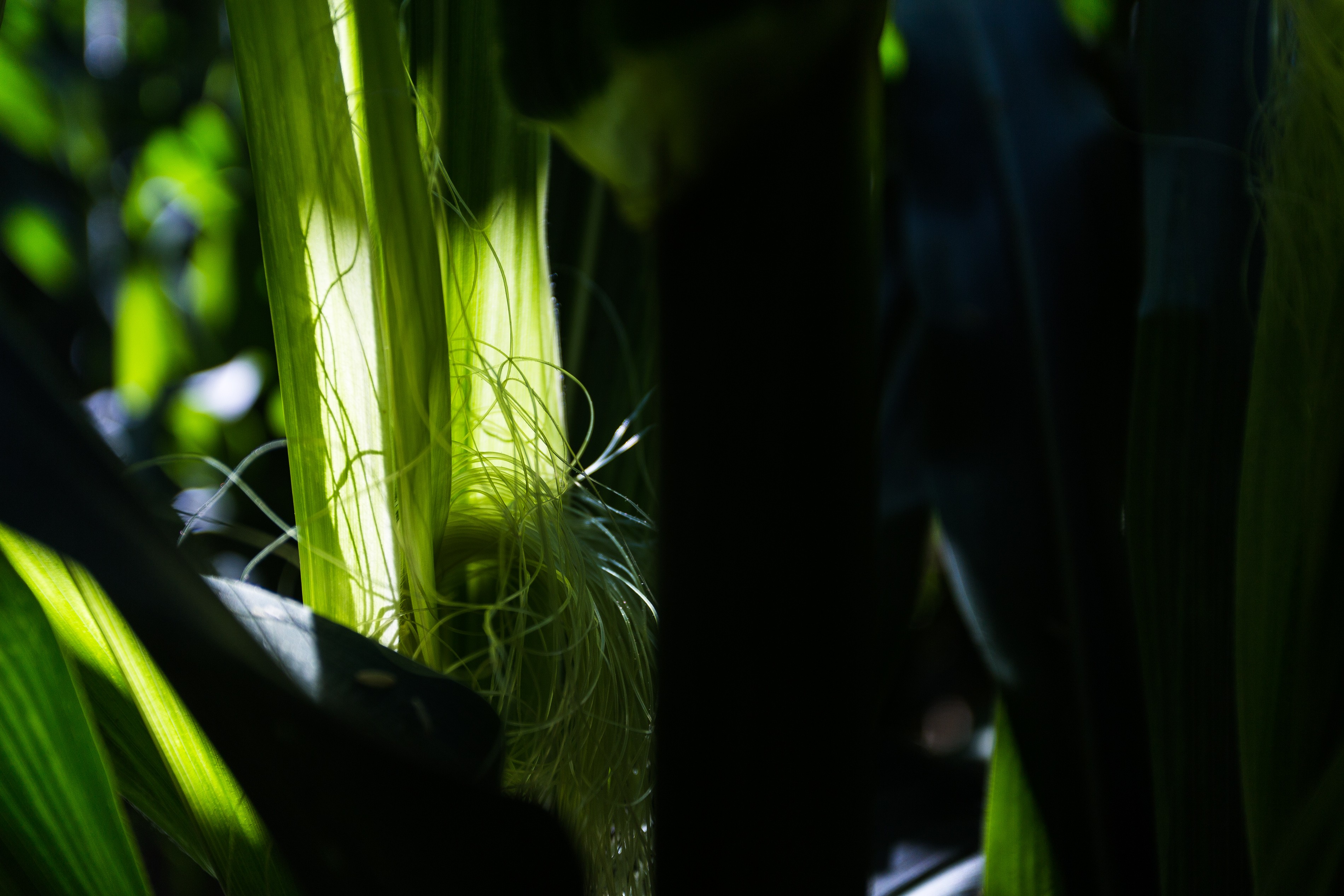 Le Maïs en été